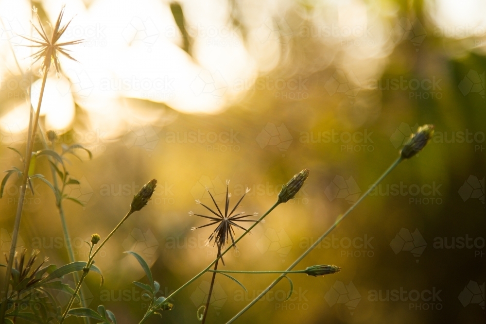Sticky beak weeds with seeds close up - Australian Stock Image