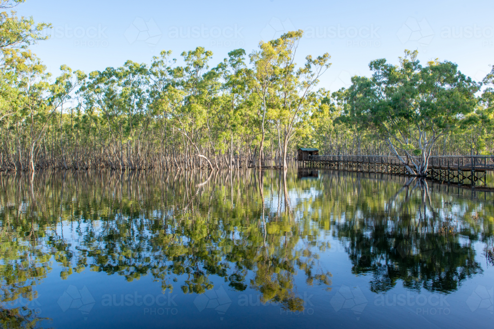 Still water reflecting river red gums and a timber boardwalk in a peaceful wetland forest - Australian Stock Image