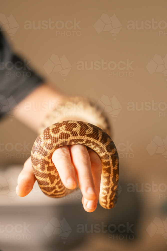 Stimson Python wrapped around hand with copy space - Australian Stock Image