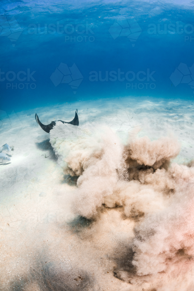 Sting ray swimming away in the sand on the Great Barrier Reef - Australian Stock Image