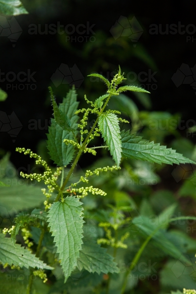 Stinging nettle in the bush - Australian Stock Image