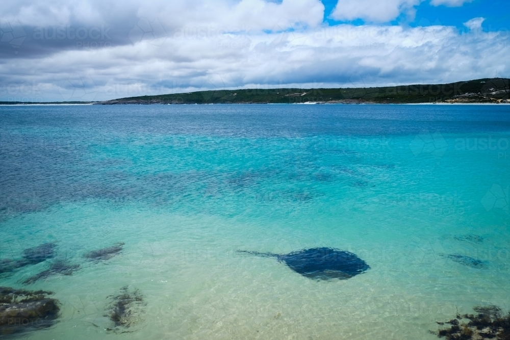 Stingray cruising through deserted bay in crystal clear still waters - Australian Stock Image