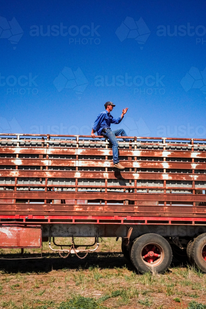 Stockman counting cattle from on top of a cattle truck - Australian Stock Image