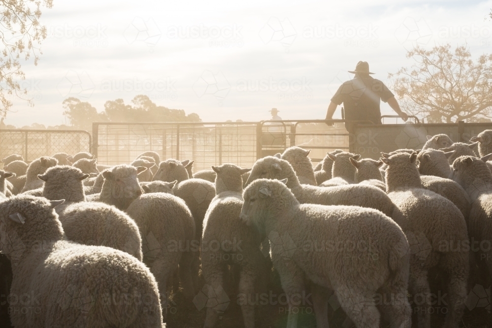 Stockman in dusty sheep yards with lambs - Australian Stock Image