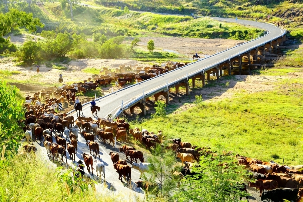 Stockmen and women divert a mob of cattle away from bridge - Australian Stock Image