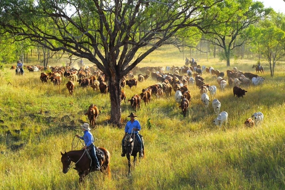 Stockmen and women mustering a mob of cattle among trees - Australian Stock Image
