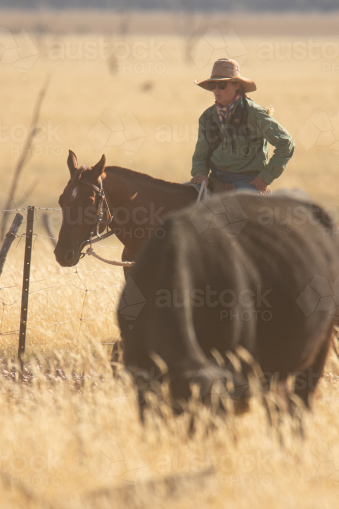 Stockwoman on horse mustering cattle - Australian Stock Image