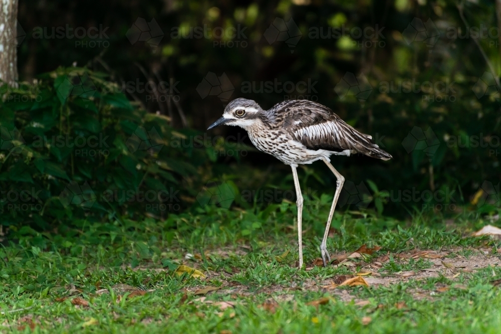 Stone-curlew or Bush Thick-knee against a dark background - Australian Stock Image