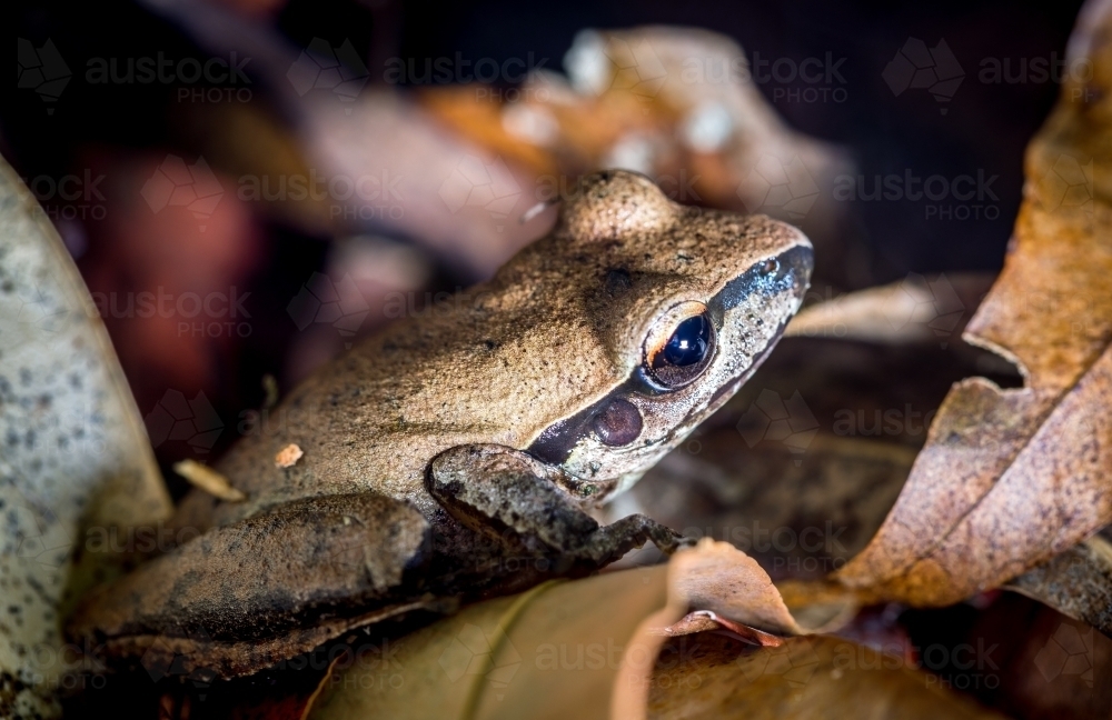Stony Creek Frog - Australian Stock Image