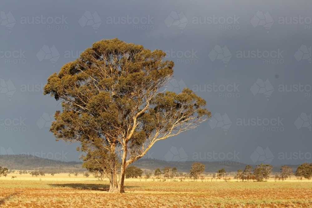 Storm builds behind cropping paddock - Australian Stock Image