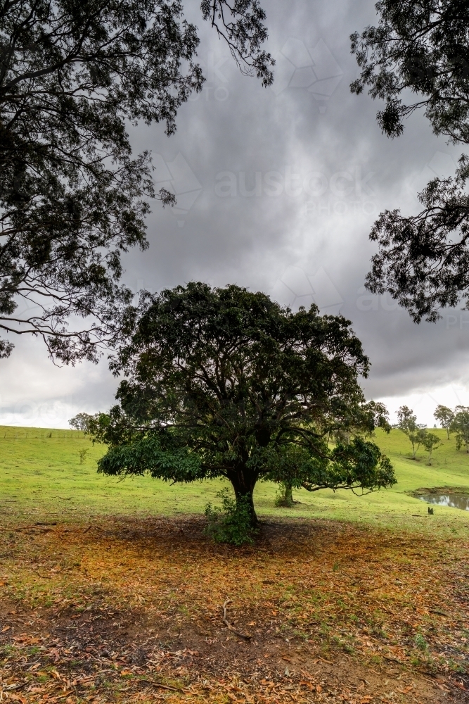 Storm clouds behind tree on green hill - Australian Stock Image