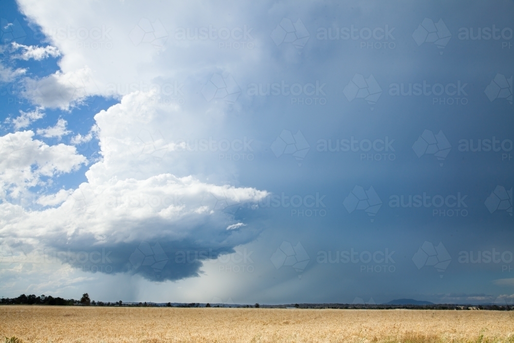 Storm clouds brewing over a wheat paddock - Australian Stock Image