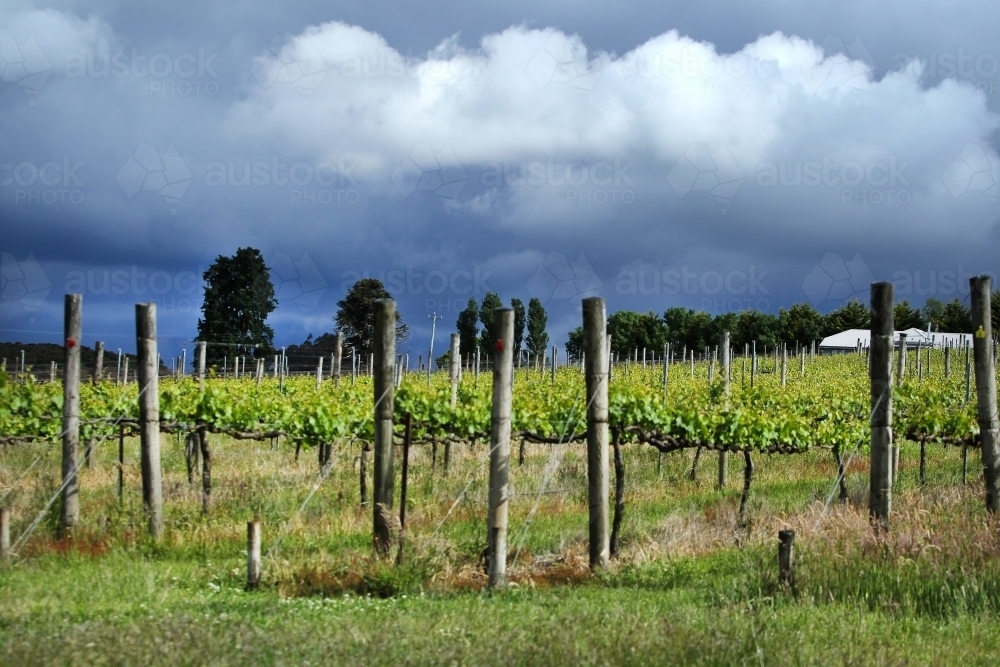 Storm clouds over vineyard - Australian Stock Image