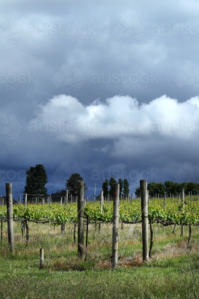 Storm clouds over vineyard in Macedon Ranges - Australian Stock Image