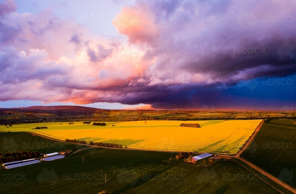 Storm over flowering canola crop - Australian Stock Image