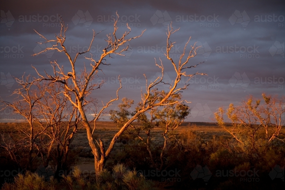 Stormy, overcast day in the outback with trees - Australian Stock Image