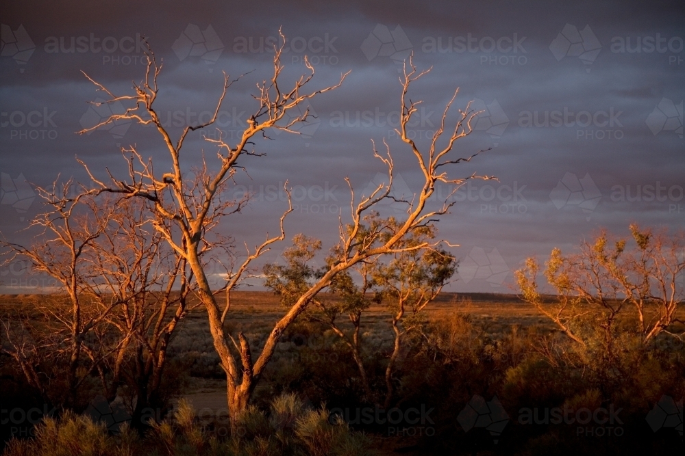 Stormy, overcast day in the outback with trees - Australian Stock Image