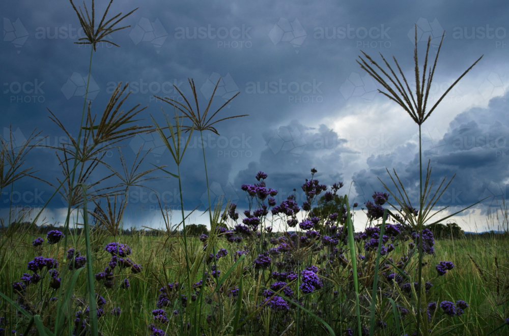 stormy skies, rain, long grass and purple flowers in foreground - Australian Stock Image