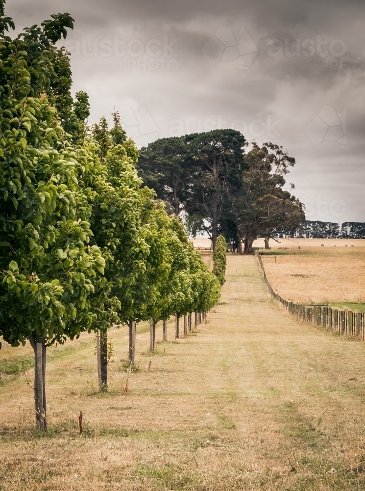 Straight row of ornamental trees beside a driveway - Australian Stock Image