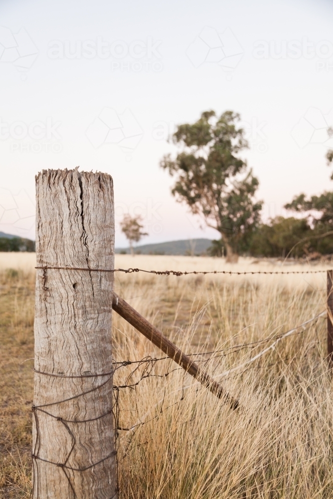 Strainer fence post in long grass on farm - Australian Stock Image