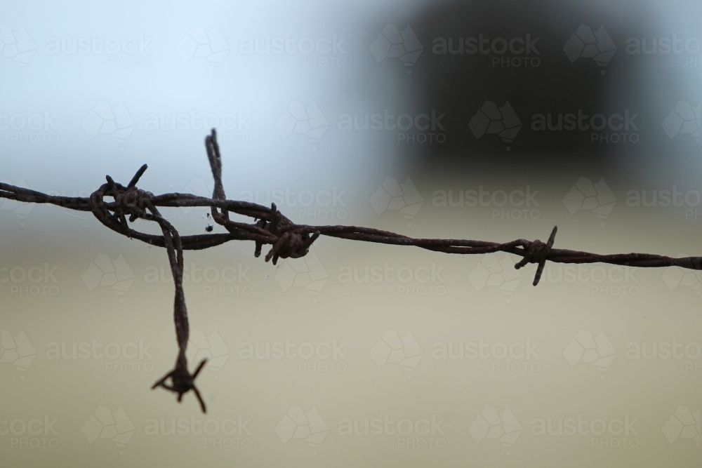 strand of rusty barbed wire  tied in a knot - Australian Stock Image