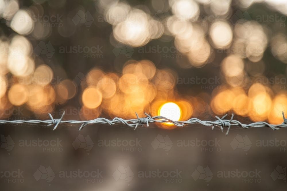 Strand of spiked barbed wire  with bokeh sunset behind - Australian Stock Image