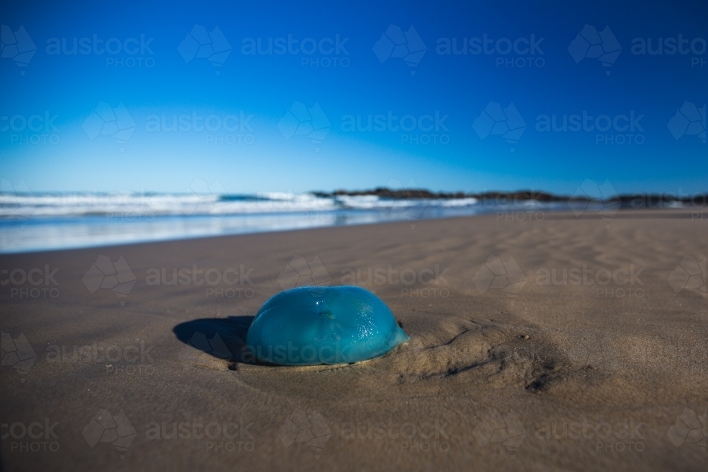 Stranded jellyfish on a beach - Australian Stock Image
