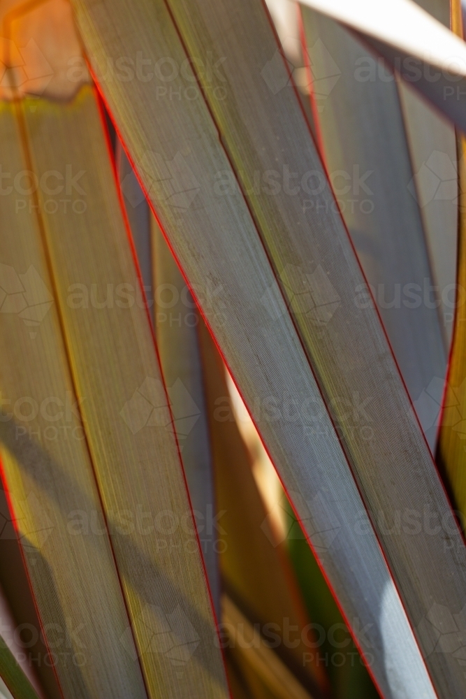 Strap leaf detail on flax - Australian Stock Image