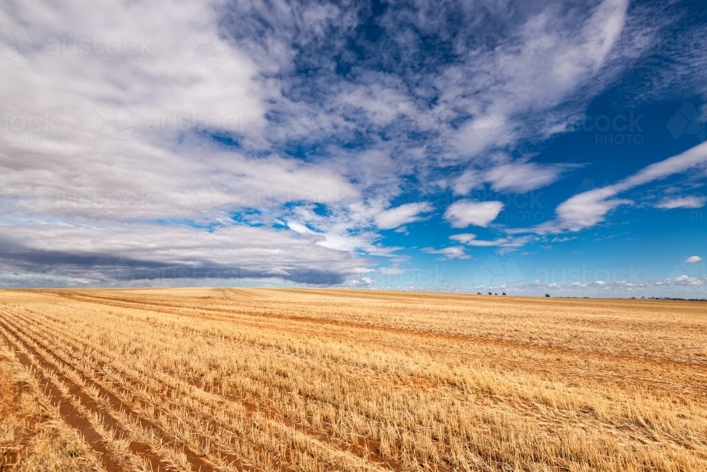 Straw coloured harvested wheat field under a blue cloudy dramatic sky - Australian Stock Image