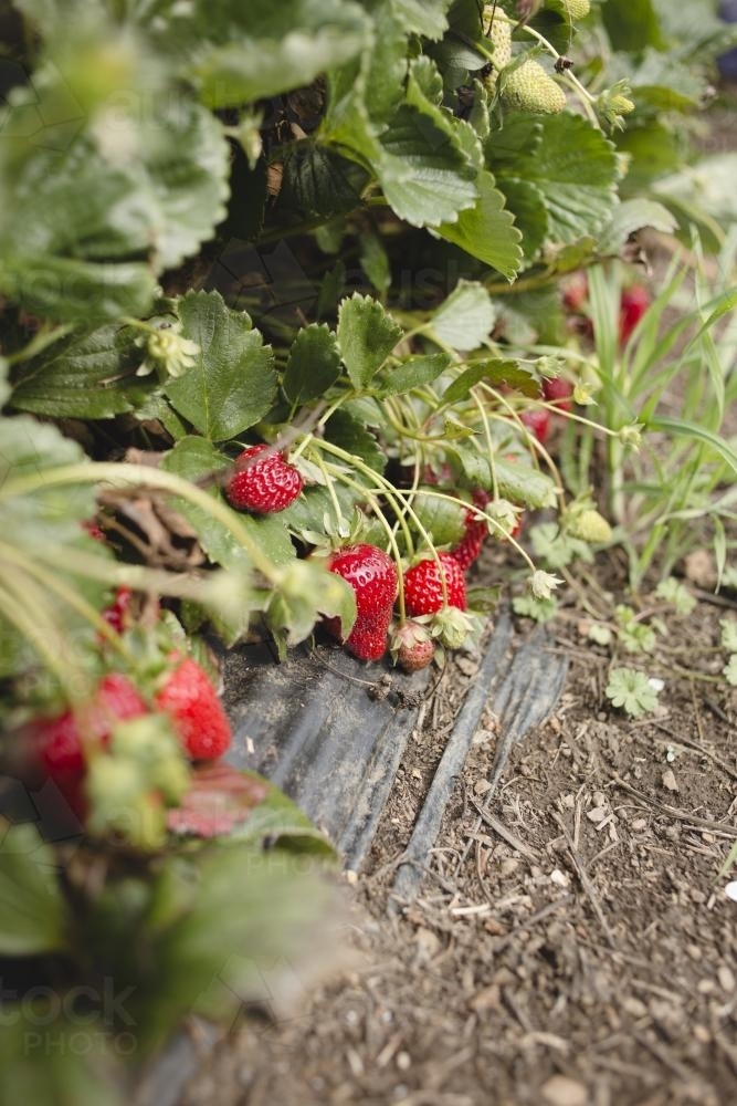 Strawberries growing at strawberry farm - Australian Stock Image