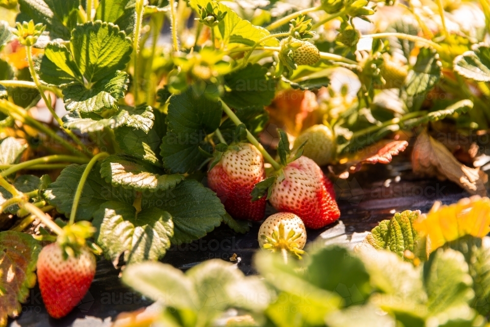 strawberries growing - Australian Stock Image