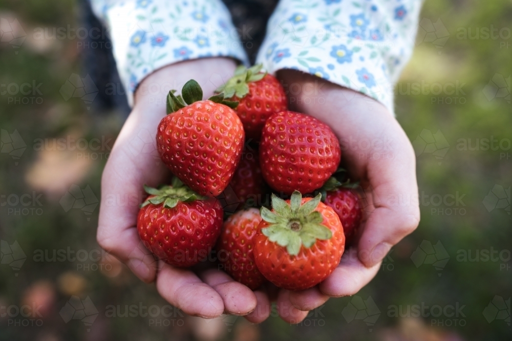 Strawberries held in a girls hand - Australian Stock Image