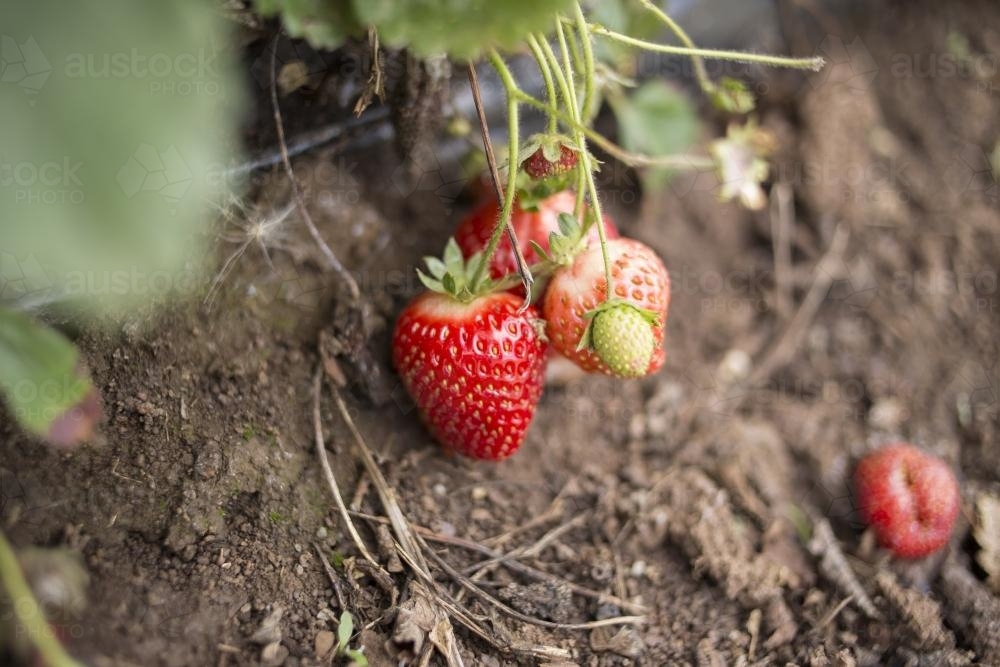 Strawberries on bush - Australian Stock Image
