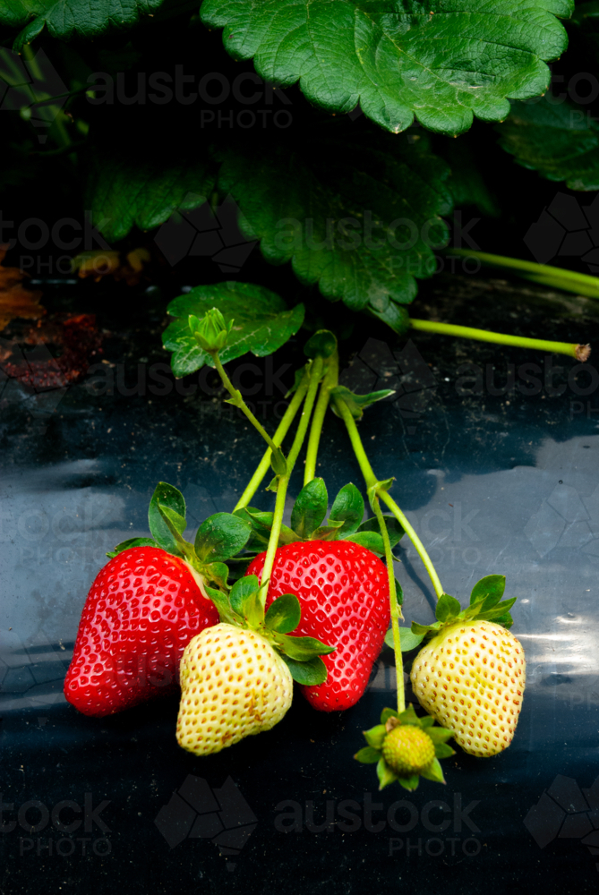 Strawberries ready to be picked - Australian Stock Image