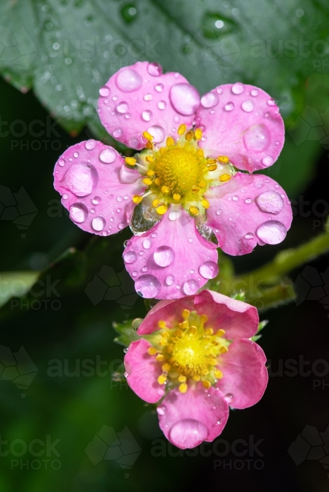 Strawberry flowers after rain - Australian Stock Image