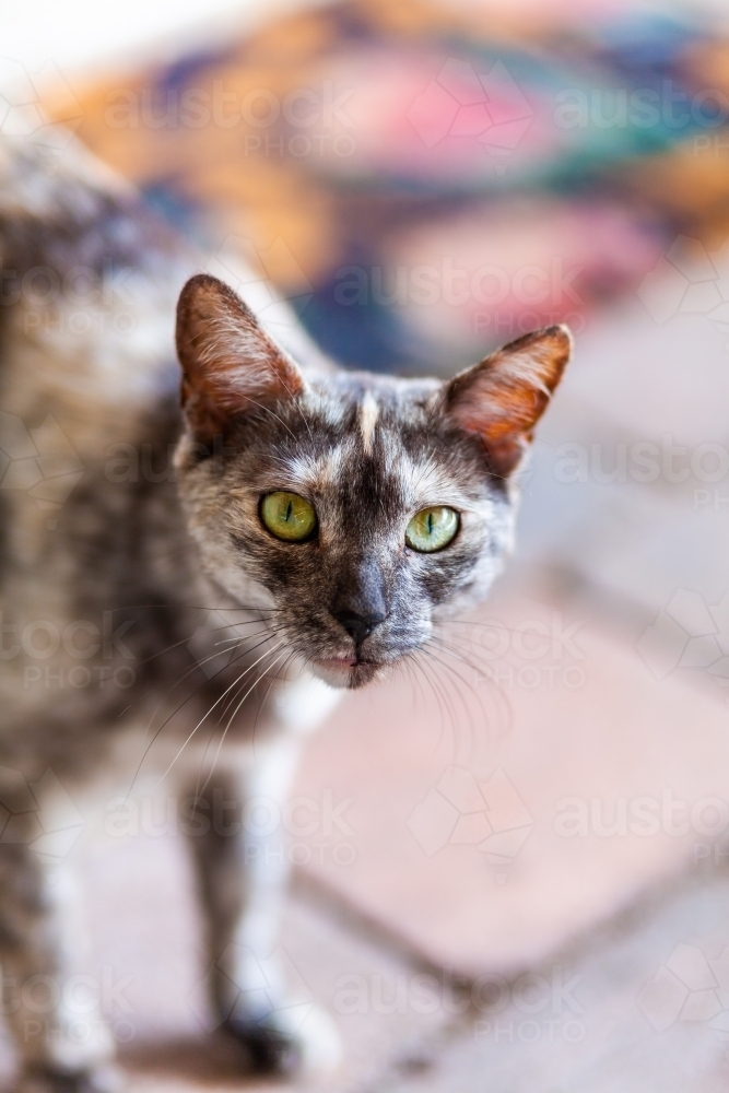 stray cat outside back door - Australian Stock Image