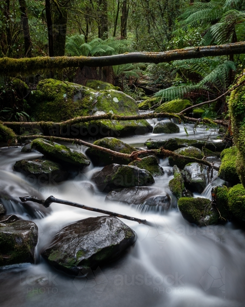 River Flowing Through a Thick Green Rainforest. - Australian Stock Image