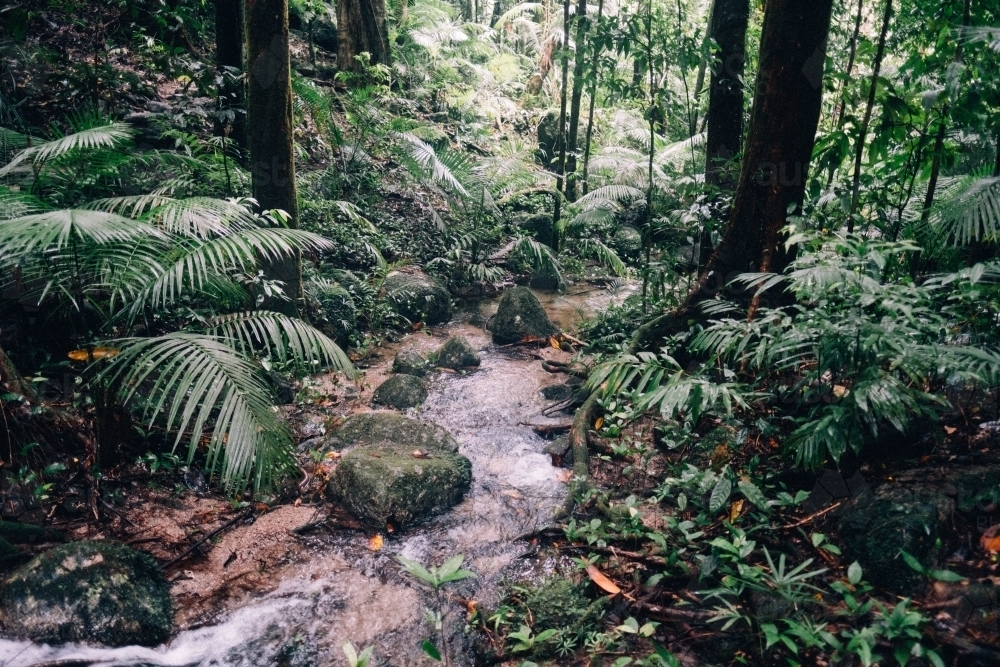Stream running through ferns of Mossman Gorge - Australian Stock Image
