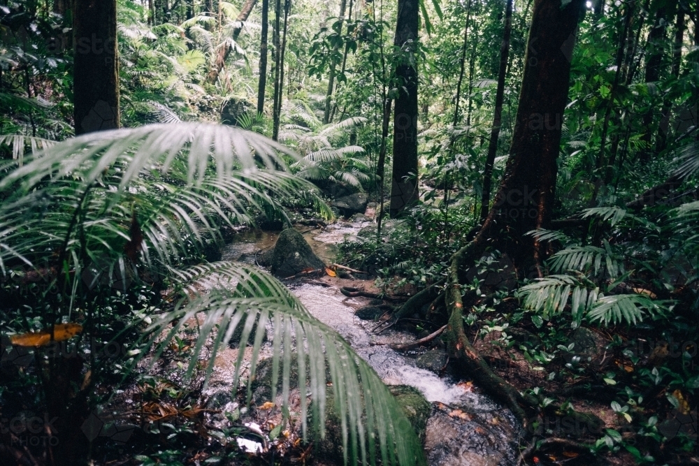 Stream running through ferns of Mossman Gorge - Australian Stock Image
