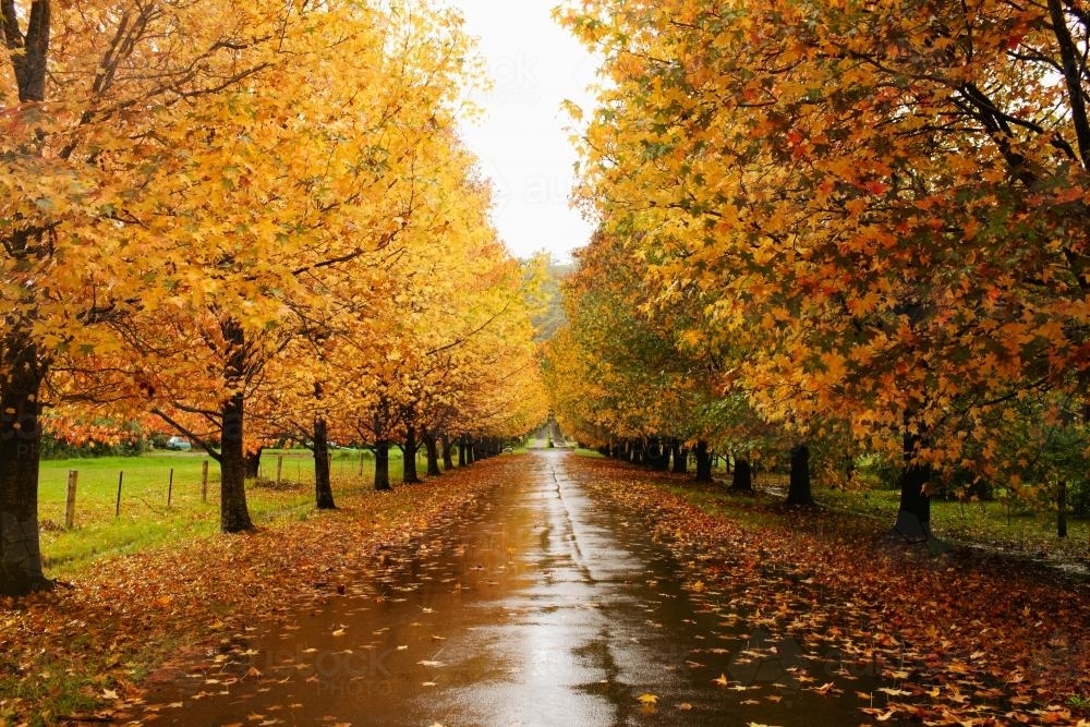 Street lined with Autumn trees - Australian Stock Image