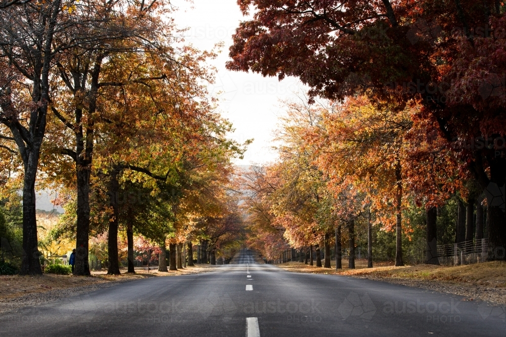 Street lined with autumn trees - Australian Stock Image