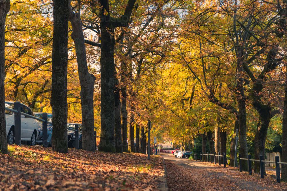 Street of Stirling with golden leaves covering the ground - Australian Stock Image