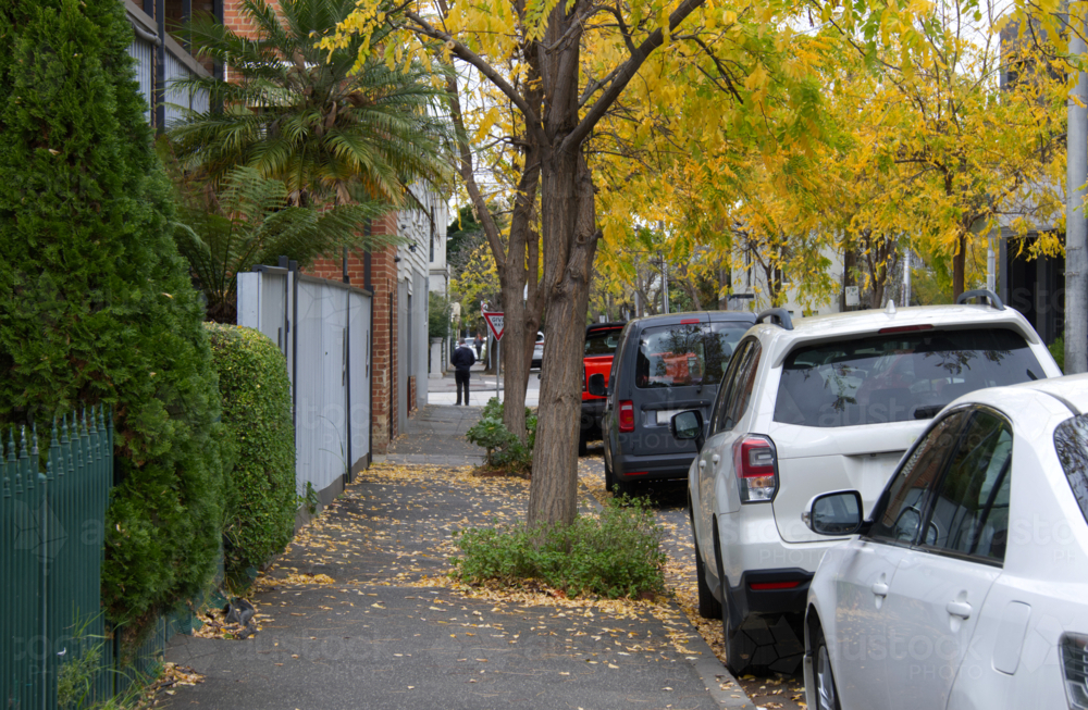 Street tree autumn colours - Australian Stock Image
