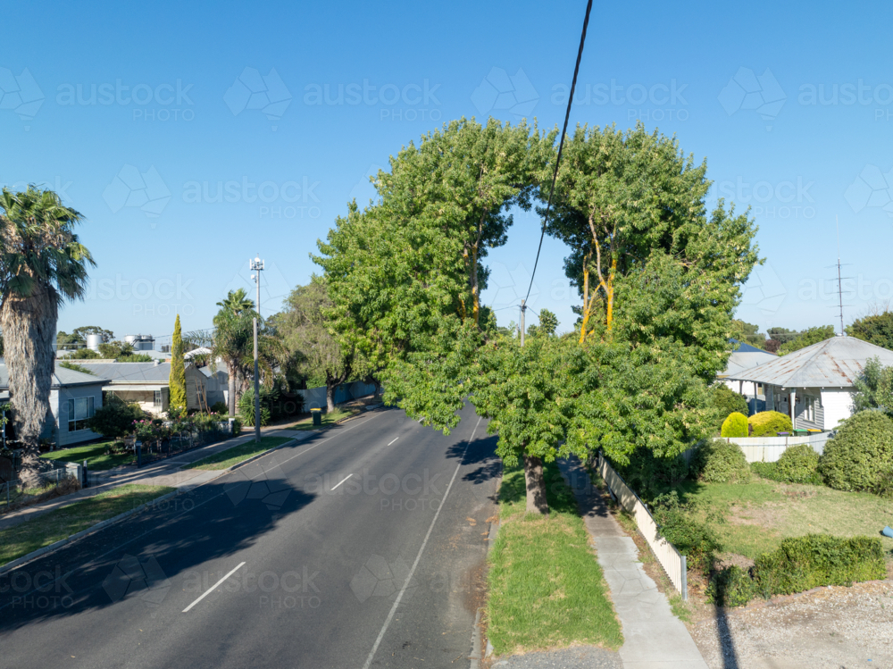 Street tree trimmed to clear power lines, forming a circular opening in the canopy - Australian Stock Image
