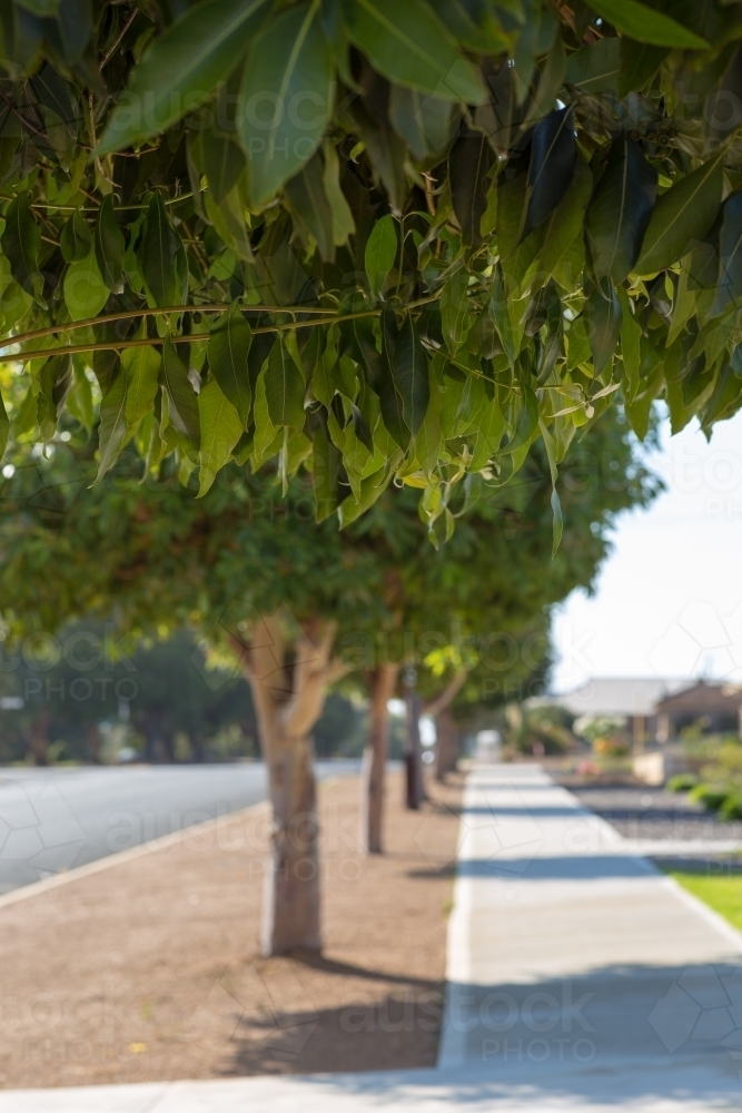 Street trees and footpath - Australian Stock Image