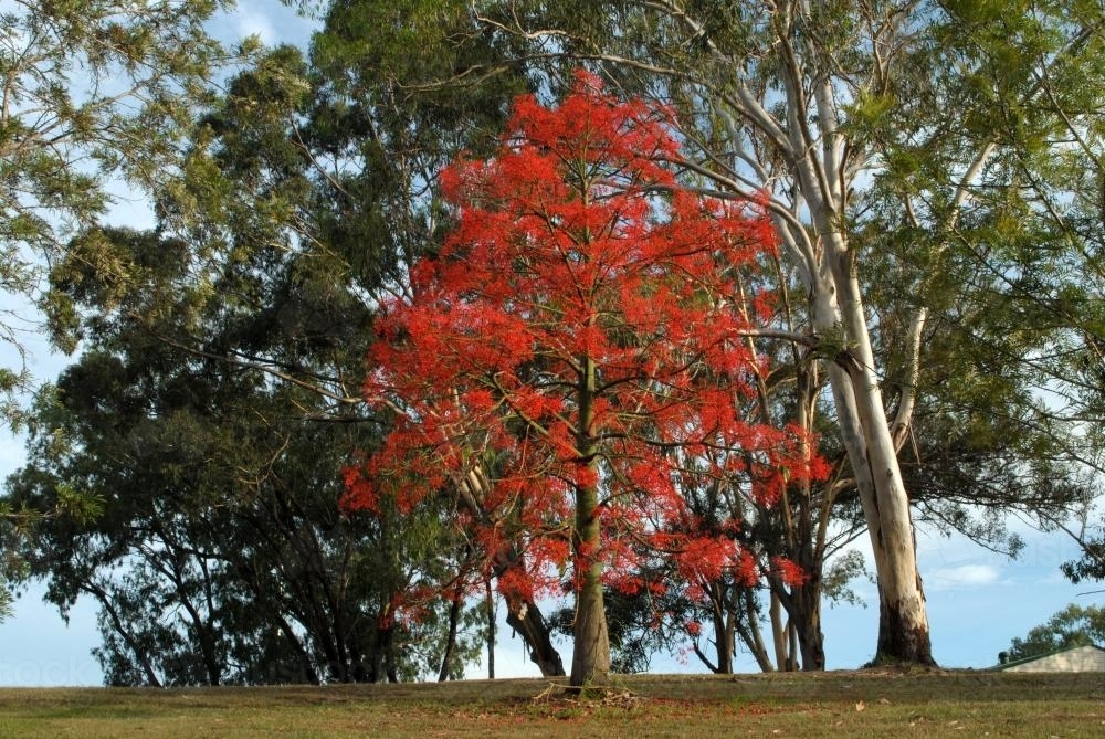 Image of Striking red Illawarra Flame Tree (Brachychiton acerifolius