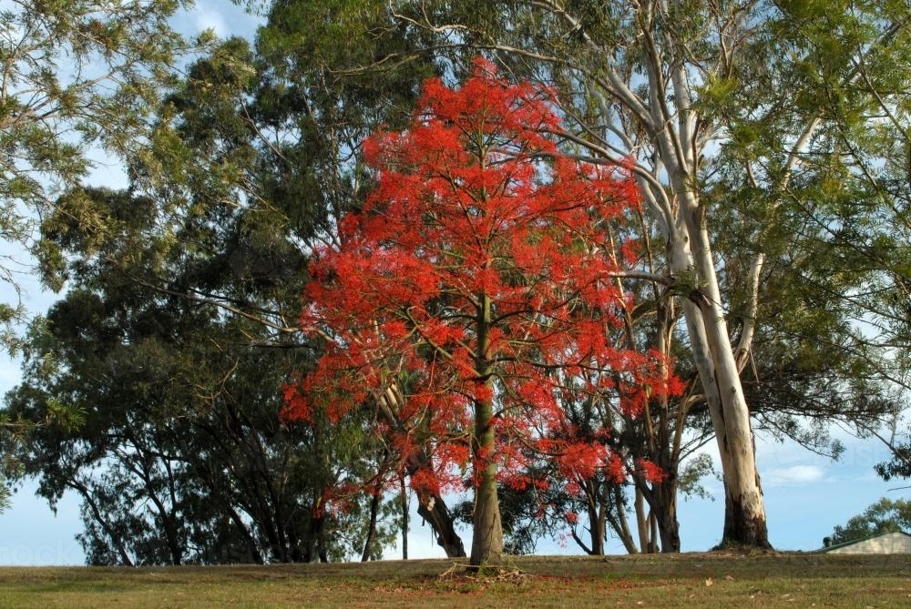 Striking red Illawarra Flame Tree (Brachychiton acerifolius) - Australian Stock Image
