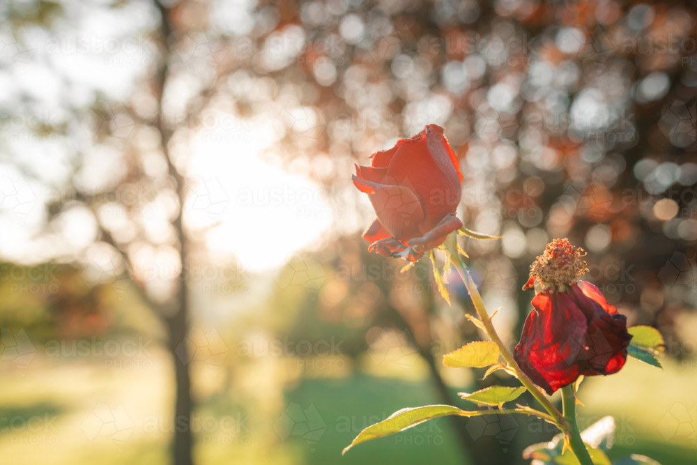 Image of Striking red rose bud in vibrant golden light - Austockphoto
