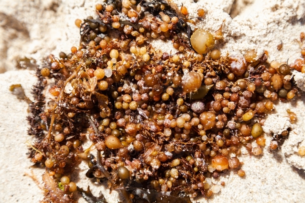 Strings of seaweed balls washed up on the tideline of a beach close up - Australian Stock Image
