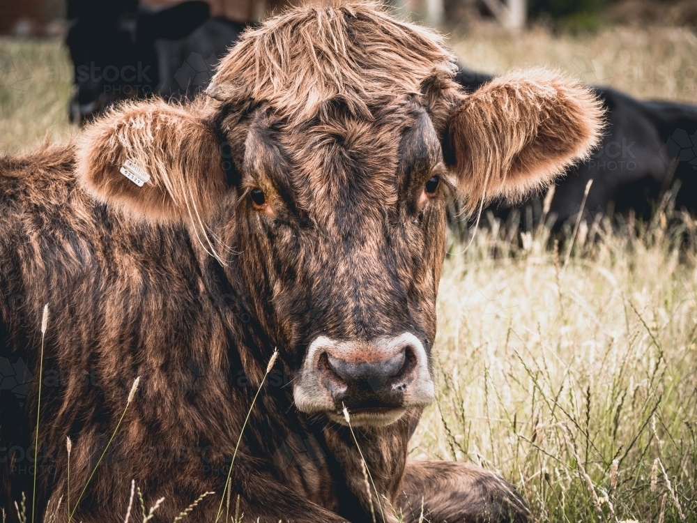 Striped brown cow with fluffy ears sitting on the grass - Australian Stock Image